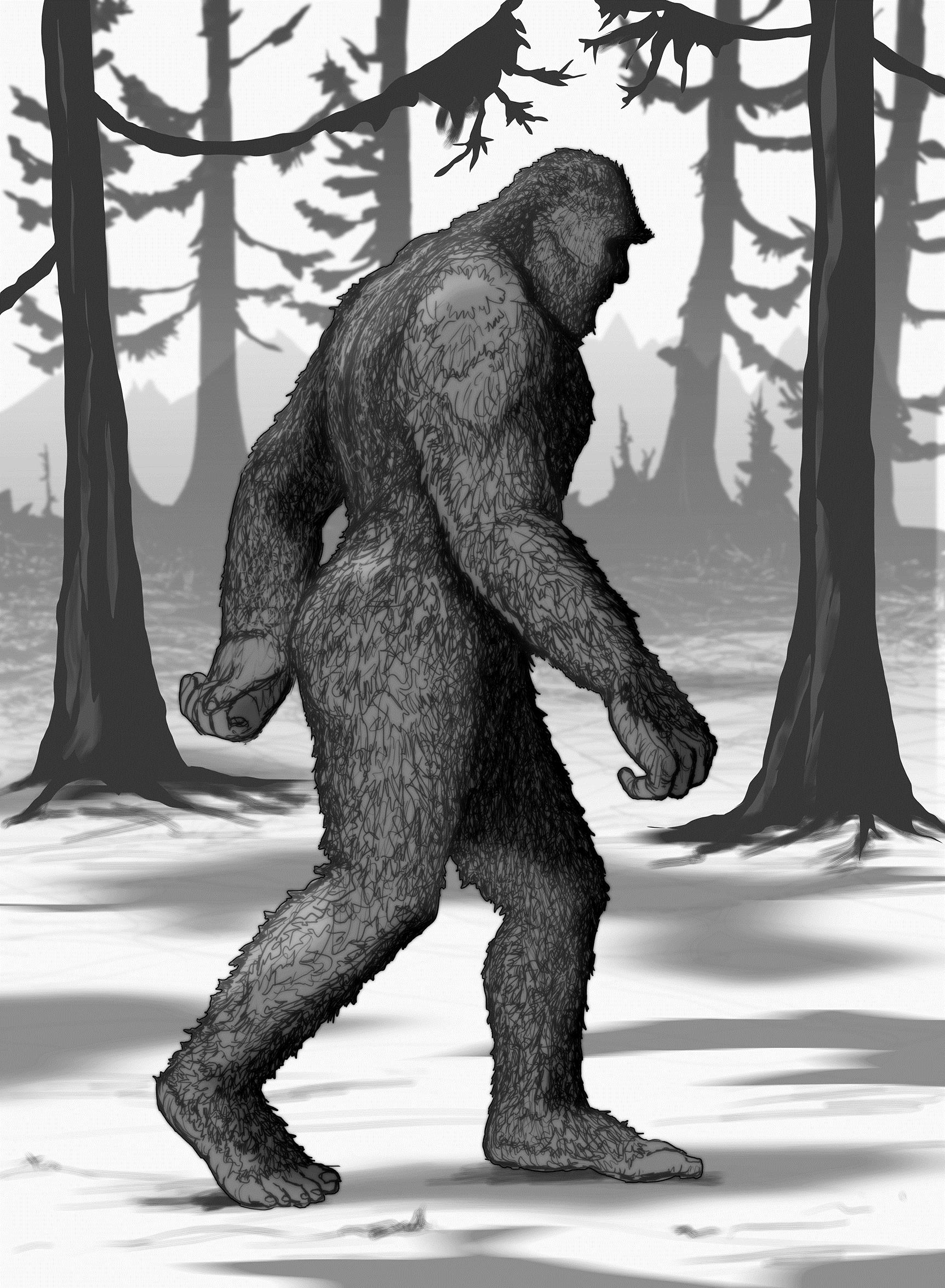 Sasquatch: Man-Ape or Myth.